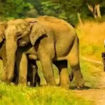 Explore the Wildlife of Assam: Kaziranga National Park Guide