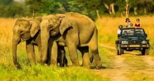 Explore the Wildlife of Assam: Kaziranga National Park Guide